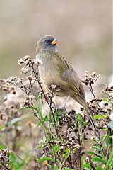 Great Pampa-Finch